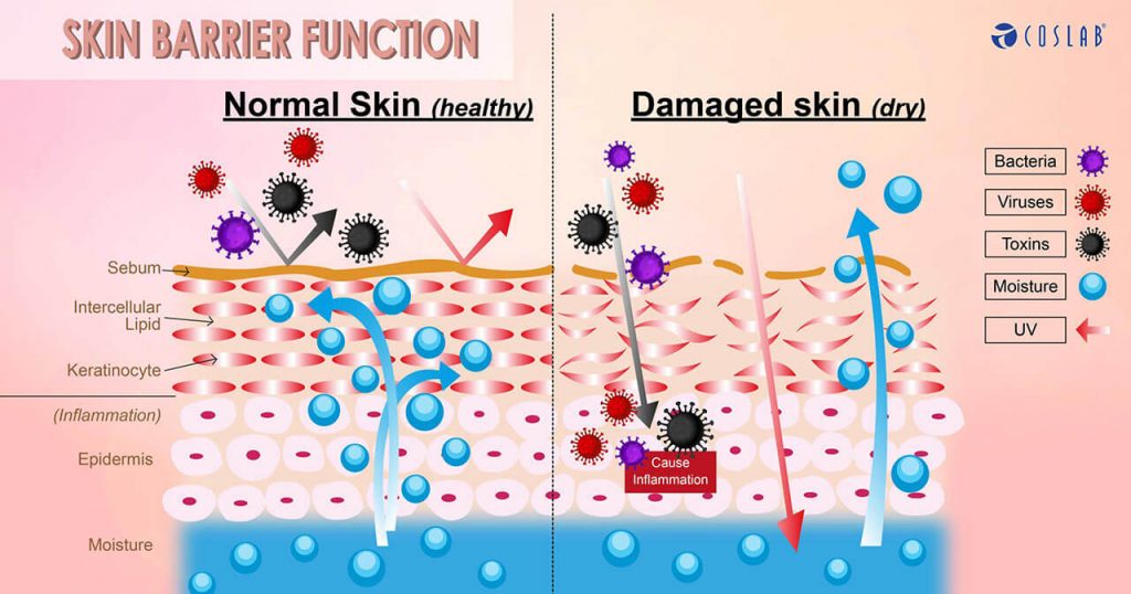 skin barrier function on healthy normal skin versus dry damaged skin